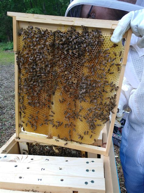 layens bee hive frames set       frames etsy