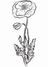 Poppy Coloring Red Pages Printable Poppies Drawing Categories Template sketch template