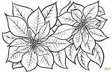 Poinsettia Coloring Pages Printable Christmas Drawing Flower Flowers Supercoloring Beautiful Printables Books Choose Board Categories sketch template