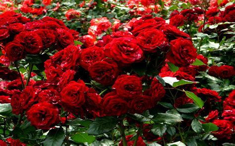 knumathise red rose flower garden wallpaper images