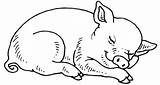 Porquinho Porquinhos Pegue Perfeitas Ficam Porcos Crie Fato Coloridos Riscos Muito sketch template