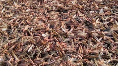 damage  crops due  locust attack  india news station