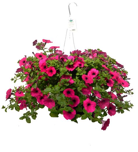 hanging baskets  mount sterling ky   season florist