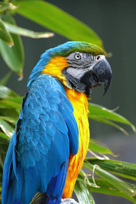 blue macaw  dodgement