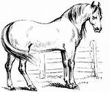 Horse Drawings Pferde Stall Ausmalbilder Stalls Haflinger sketch template