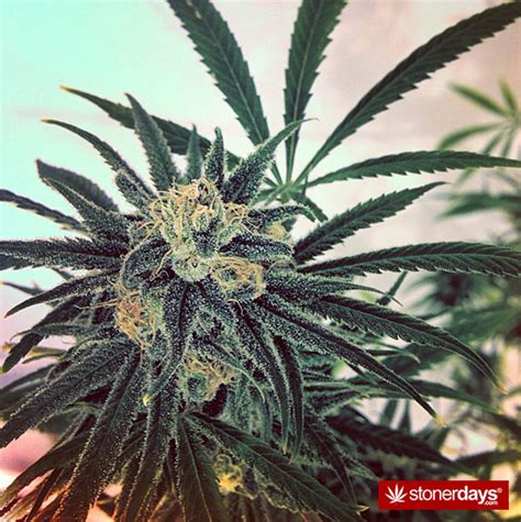stoners daily marijuana pictures stoner pictures