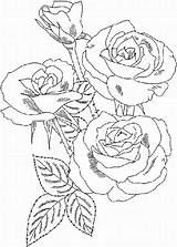 Coloring Roses Rose Pages Flower Color Printable Colouring Adult Beautiful Drawing Flowers Print Garden Sheets Kids Blank Bush Girls Krafty sketch template