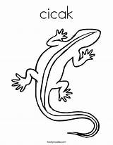 Coloring Cicak Lizard Built California Usa sketch template
