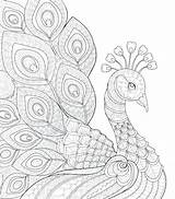 Peacock Coloring Pages Adults Adult Printable Garden Getdrawings Color Getcolorings Colorings sketch template