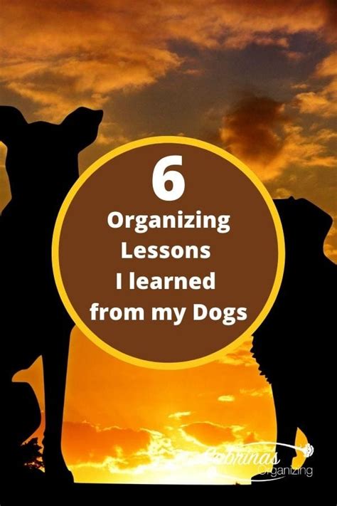 organizing lessons  learned   dogs sabrinas organizing