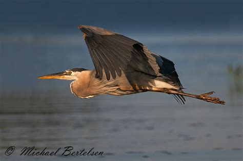 avian images stock wildlife images including loon images moose