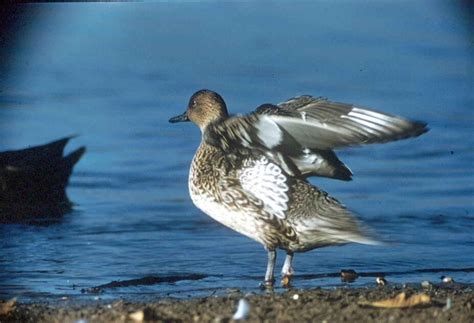 picture pintail duck stretch wings flight