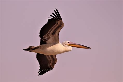 pelican migration  photo essay julian alper  blogs
