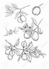 Lemon Branch Tree Tattoo Outline Line Drawing Drawings Flowers Shareasale Lemons Leaves Flower sketch template