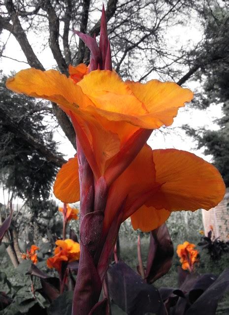 flores silvestres de michoacan alguien conoce los nombres flickr