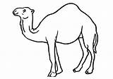 Camel Line Drawing Printable Coloring Clipartmag Camels sketch template
