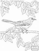 Coloring Pages Realistic Mockingbird Bird Drawing Northern Printable Tropical Birds Texas Color Flower Print State Getdrawings Paper Sketch Sheet Colorings sketch template