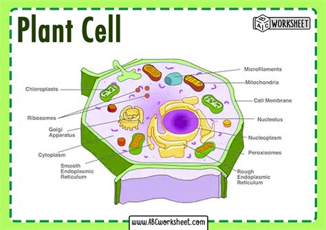 plant cell diagram ks  labeled functions  diagram gambaran