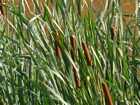 common cattail highly familiar  amazingly versatile eat  planet