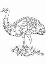 Emu Flightless Popular sketch template
