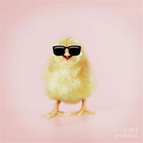 Cool Chick Wearing Sunglasses Smiling Photograph By John Daniels Fine