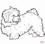 Coloring Havanese Pages Poodle Maltese Printable Toy Baby Animals Cartoon Bichon Dogs Drawings sketch template