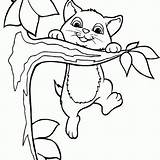Pobarvanke Colorare Kitten Gatti Climbing Muce Procoloring Volwassenen Glance Pusheen sketch template