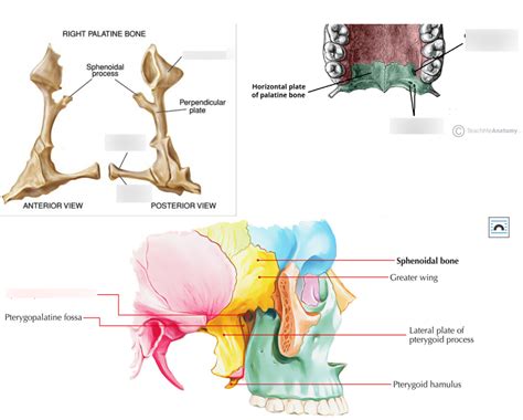 skull bones palatine bones diagram quizlet