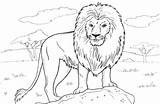 Lion Coloring Realistic Pages Adults Printable sketch template