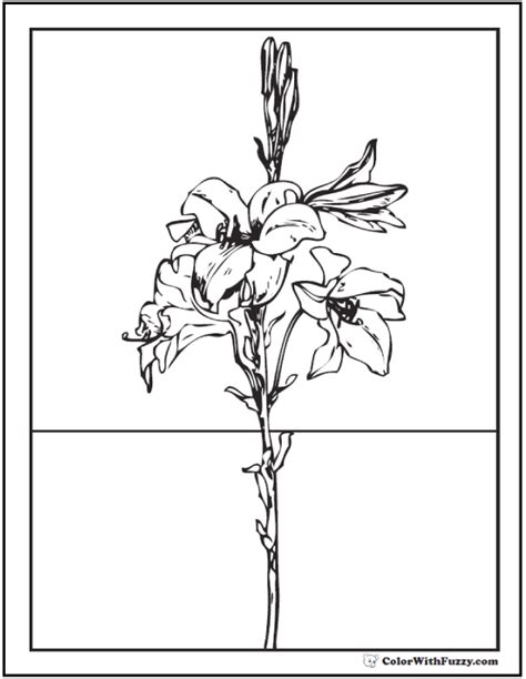 lily coloring pages customize   printables