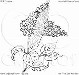 Lilac Flower Clipart Cartoon Plant Outlined Vector Picsburg Coloring Clipartof Clipground Royalty Protected sketch template