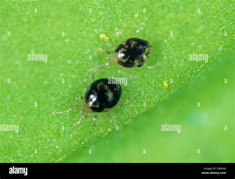 predatory mites amblyseius degenerans   leaf surface stock photo alamy