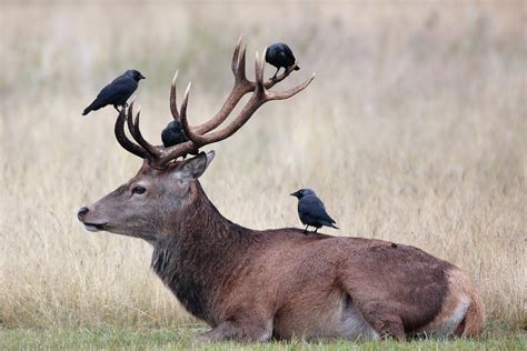 deer crows horns animals wallpapers hd desktop  mobile backgrounds