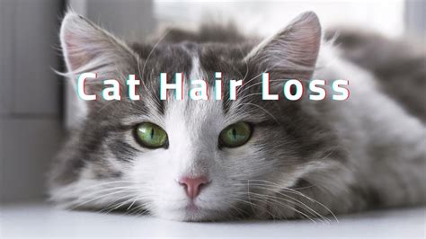 cat hair loss   treatment youtube