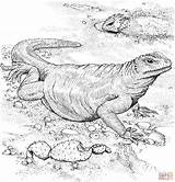 Komodo Dragon Coloring Pages Lizard Printable Color Fat Animals sketch template