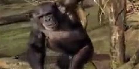 chimp  drone turns  chimpanzees dont   spied   huffpost