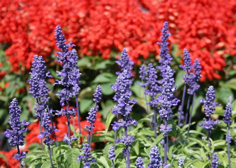 Salvia Varieties Create Colorful Informal Feel