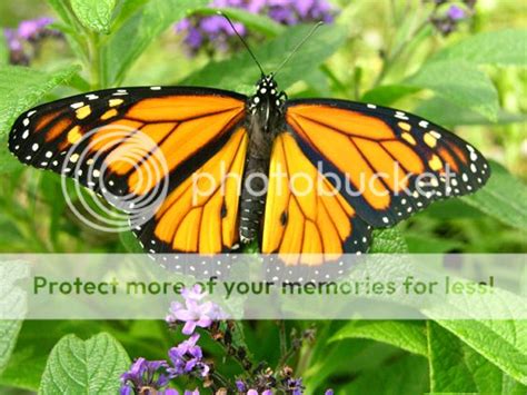 male monarch photo  lee photobucket