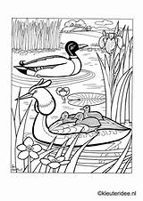 Kleurplaat Kleuteridee Eend Sloot Kuikentjes Kleurplaten Eendje Kuikens Dieren Ducklings Oiseaux Lelijke Downloaden sketch template