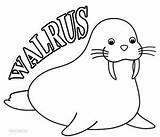 Coloring Walrus sketch template