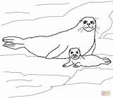 Seal Coloring Baby Harp Pages Mother Seals Printable Supercoloring Cute Popular Elephant sketch template
