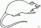 Rato Rata Ratte Ratas Rabo Draw Rats Chicote Besotted Clearly Coloringcity sketch template