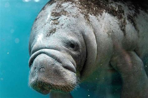 manatee facts  didnt