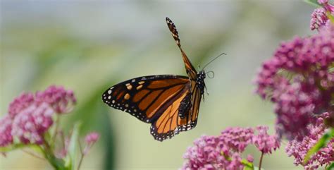 mathematical butterfly simulations provide  insights  flight