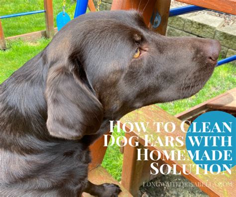 clean dog ears  homemade solution long wait  isabella