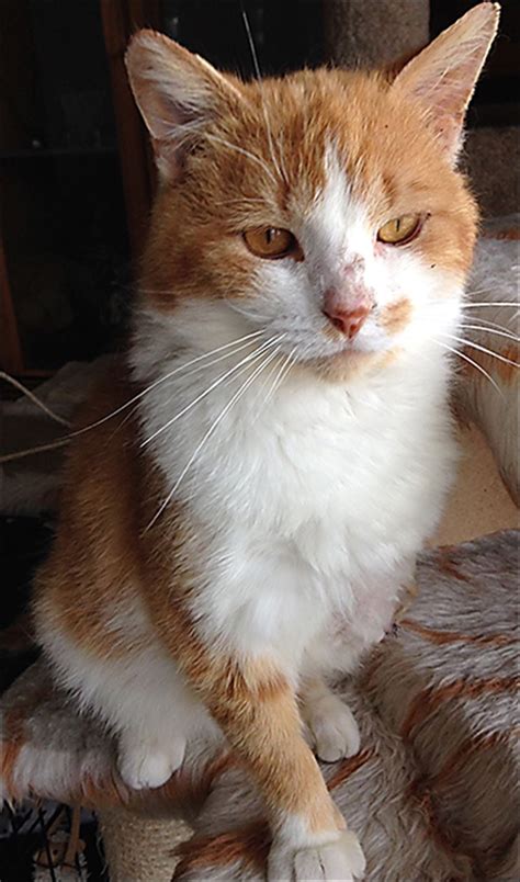 planned pethood seeks donations  cat surgeries toledo blade