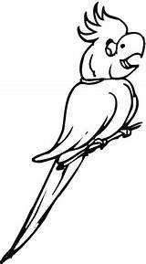 Cockatoo Kakadu Coloring Branch Pages Supercoloring Gif 48kb 1200px Carnaby sketch template