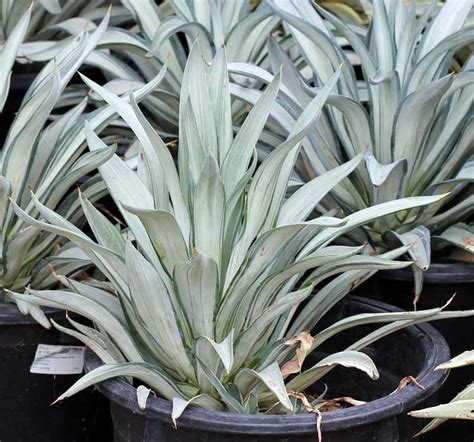 view topic agave desmettiana variegated agaveville