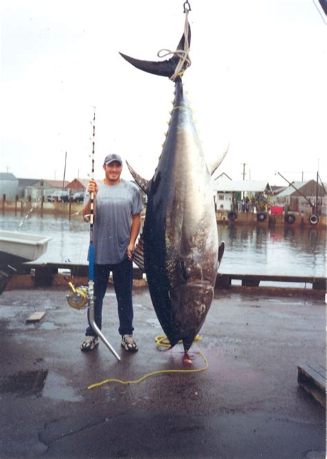 tagged bluefin tuna recaptured  sixteen years   water