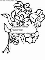 Coloring Flower Pages Book sketch template